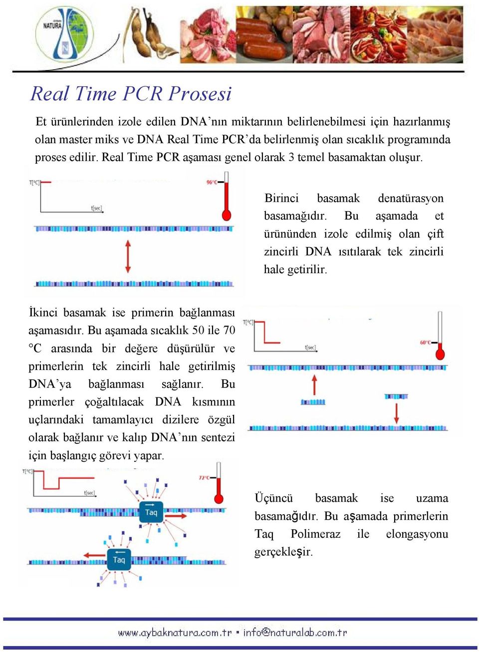 Bu aşamada et ürününden izole edilmiş olan çift zincirli DNA ısıtılarak tek zincirli hale getirilir. İkinci basamak ise primerin bağlanması aşamasıdır.