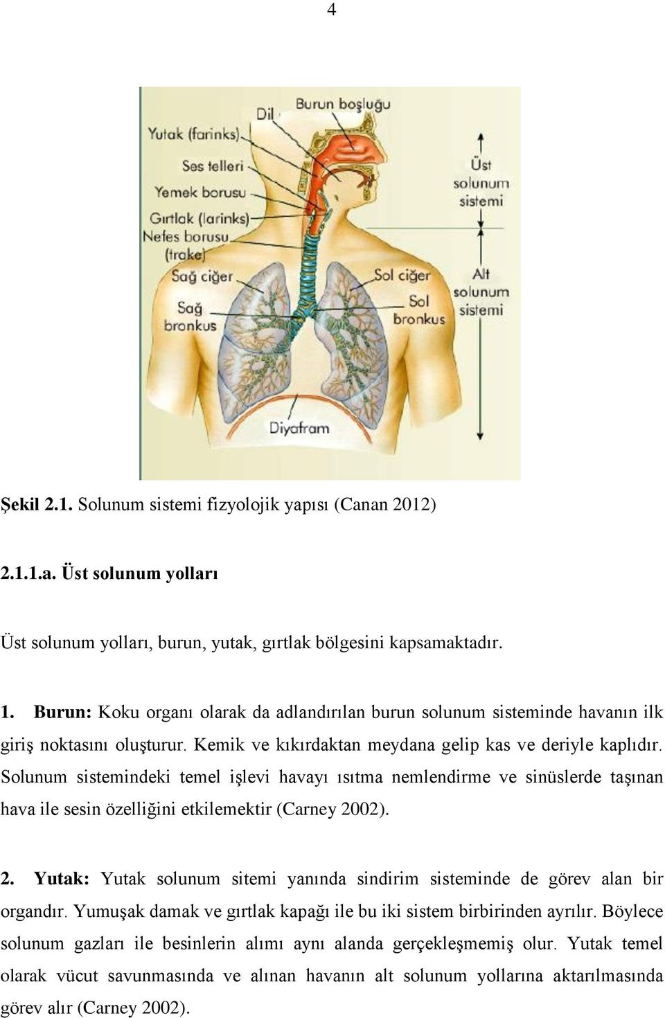 Solunum sistemindeki temel işlevi havayı ısıtma nemlendirme ve sinüslerde taşınan hava ile sesin özelliğini etkilemektir (Carney 20