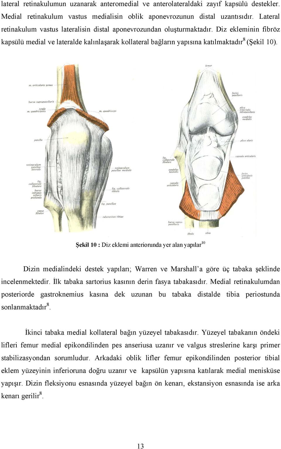 Şekil 10 : Diz eklemi anteriorunda yer alan yapılar 10 Dizin medialindeki destek yapıları; Warren ve Marshall a göre üç tabaka şeklinde incelenmektedir.