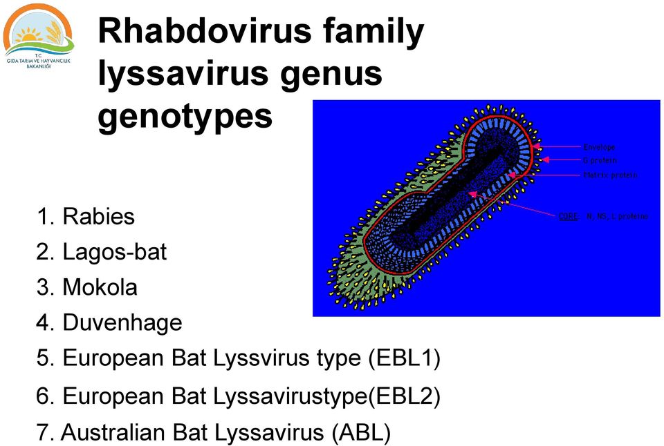 European Bat Lyssvirus type (EBL1) 6.