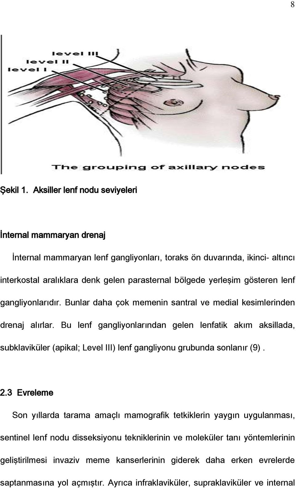 yerleşim gösteren lenf gangliyonlarıdır. Bunlar daha çok memenin santral ve medial kesimlerinden drenaj alırlar.