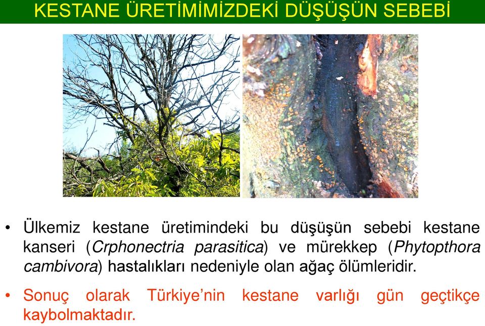 (Phytopthora cambivora) hastalıkları nedeniyle olan ağaç ölümleridir.