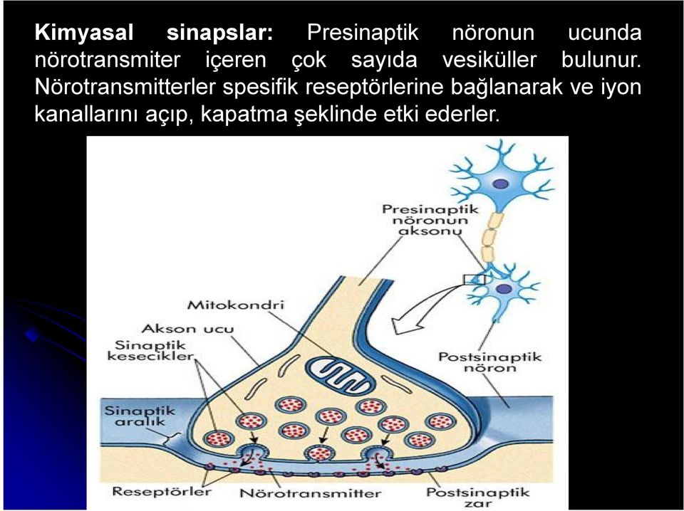 Nörotransmitterler spesifik reseptörlerine