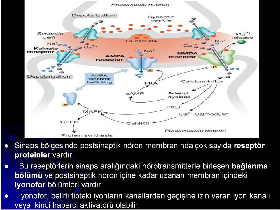 postsinaptik nöron içine kadar uzanan membran içindeki iyonofor bölümleri vardır.