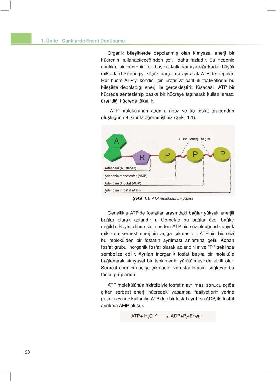 Her hücre ATP yi kendisi için üretir ve canlılık faaliyetlerini bu bileşikte depoladığı enerji ile gerçekleştirir.