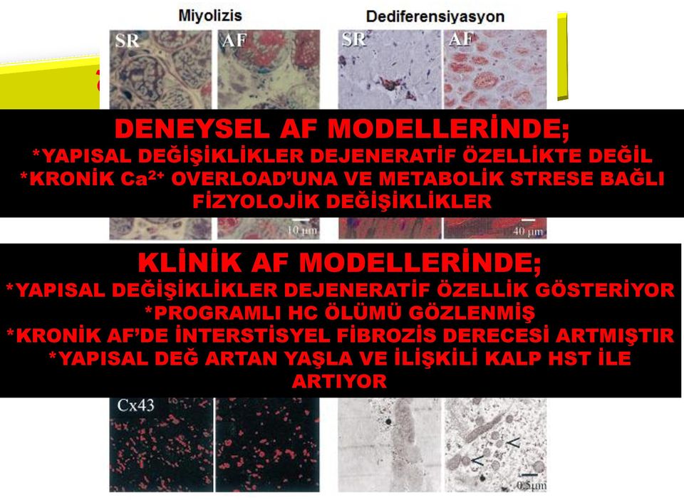 *YAPISAL DEĞİŞİKLİKLER DEJENERATİF ÖZELLİK GÖSTERİYOR *PROGRAMLI HC ÖLÜMÜ GÖZLENMİŞ *KRONİK