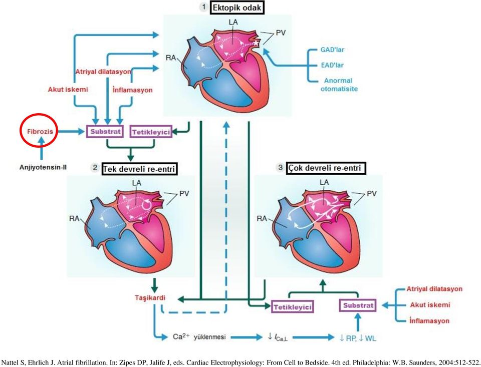 Cardiac Electrophysiology: From Cell to