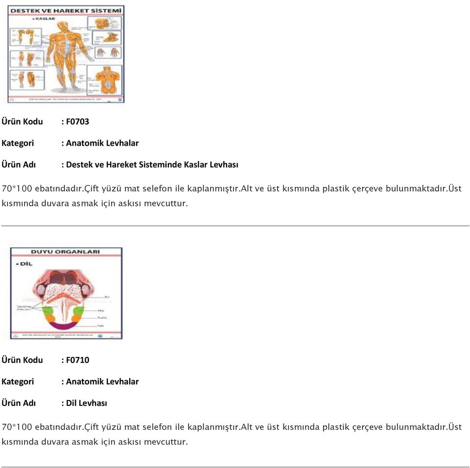 Sisteminde Kaslar