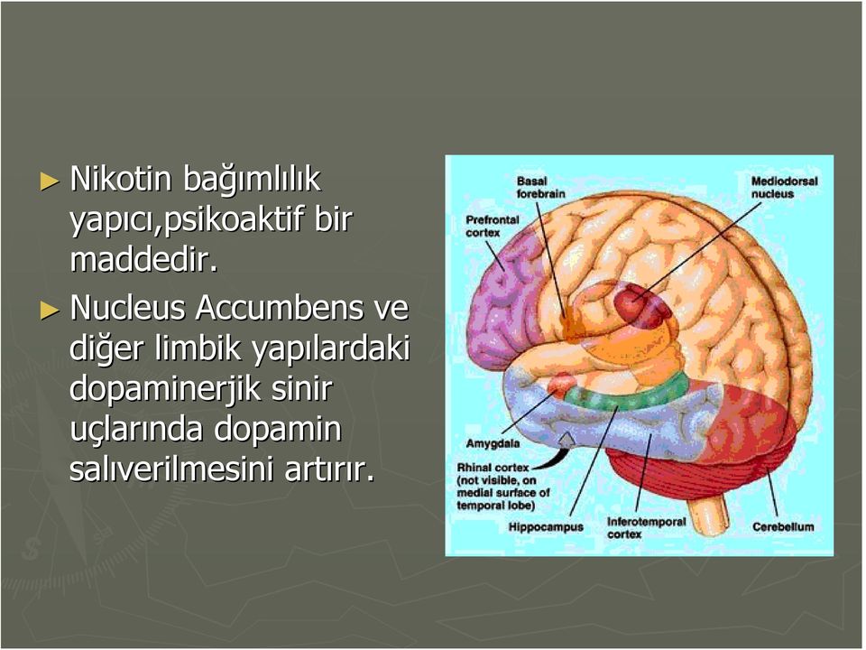 Nucleus Accumbens ve diğer limbik