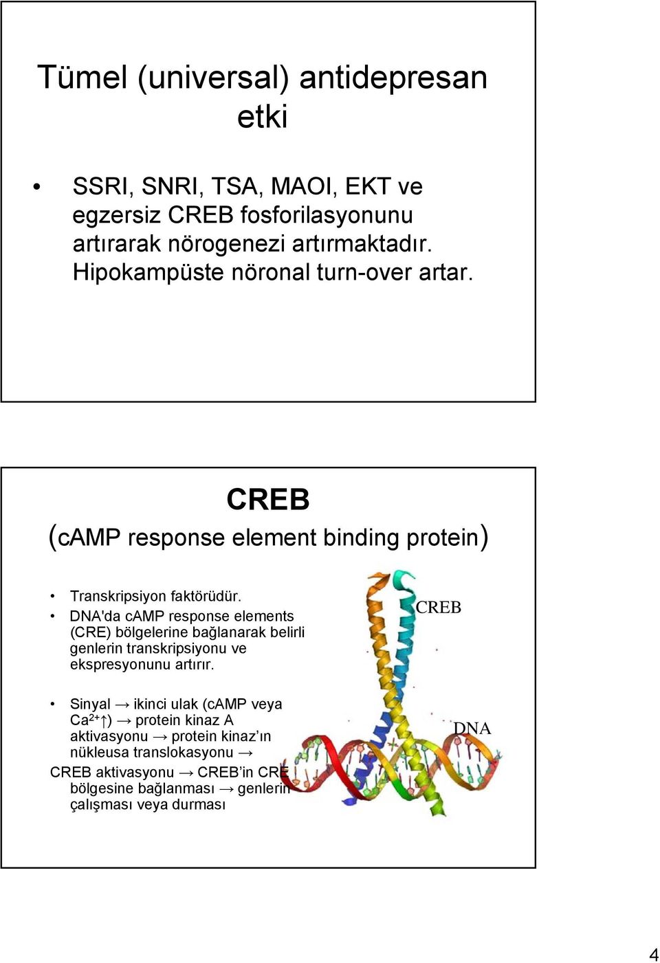 DNA'da camp response elements (CRE) bölgelerine bağlanarak belirli genlerin transkripsiyonu ve ekspresyonunu artırır.