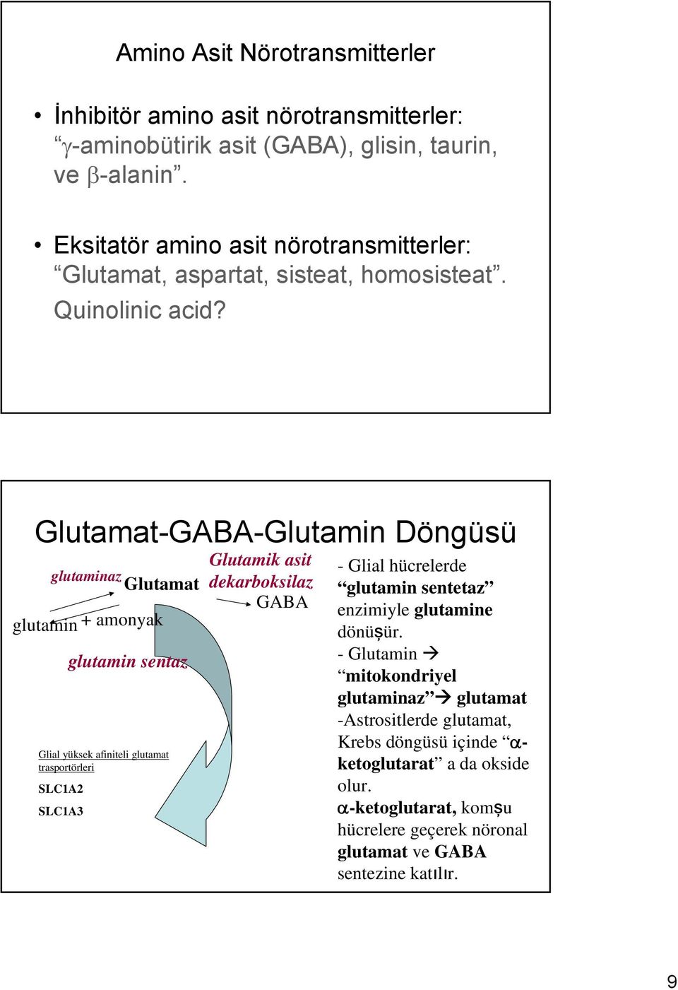 Glutamat-GABA-Glutamin Döngüsü glutaminaz Glutamat glutamin + amonyak glutamin sentaz Glial yüksek afiniteli glutamat trasportörleri SLC1A2 SLC1A3 Glutamik asit