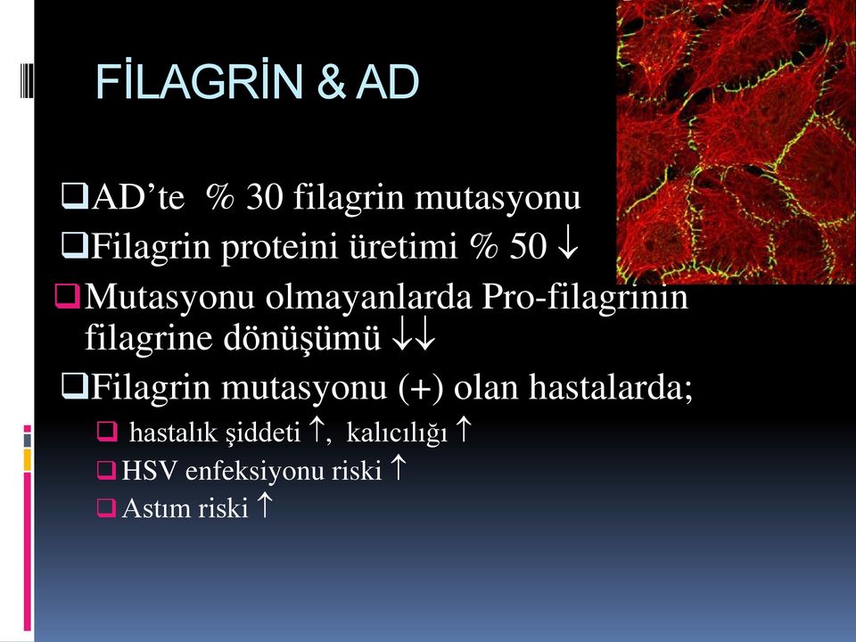 Pro-filagrinin filagrine dönüşümü Filagrin mutasyonu (+)