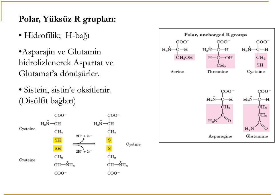 hidrolizlenerek Aspartat ve Glutamat a