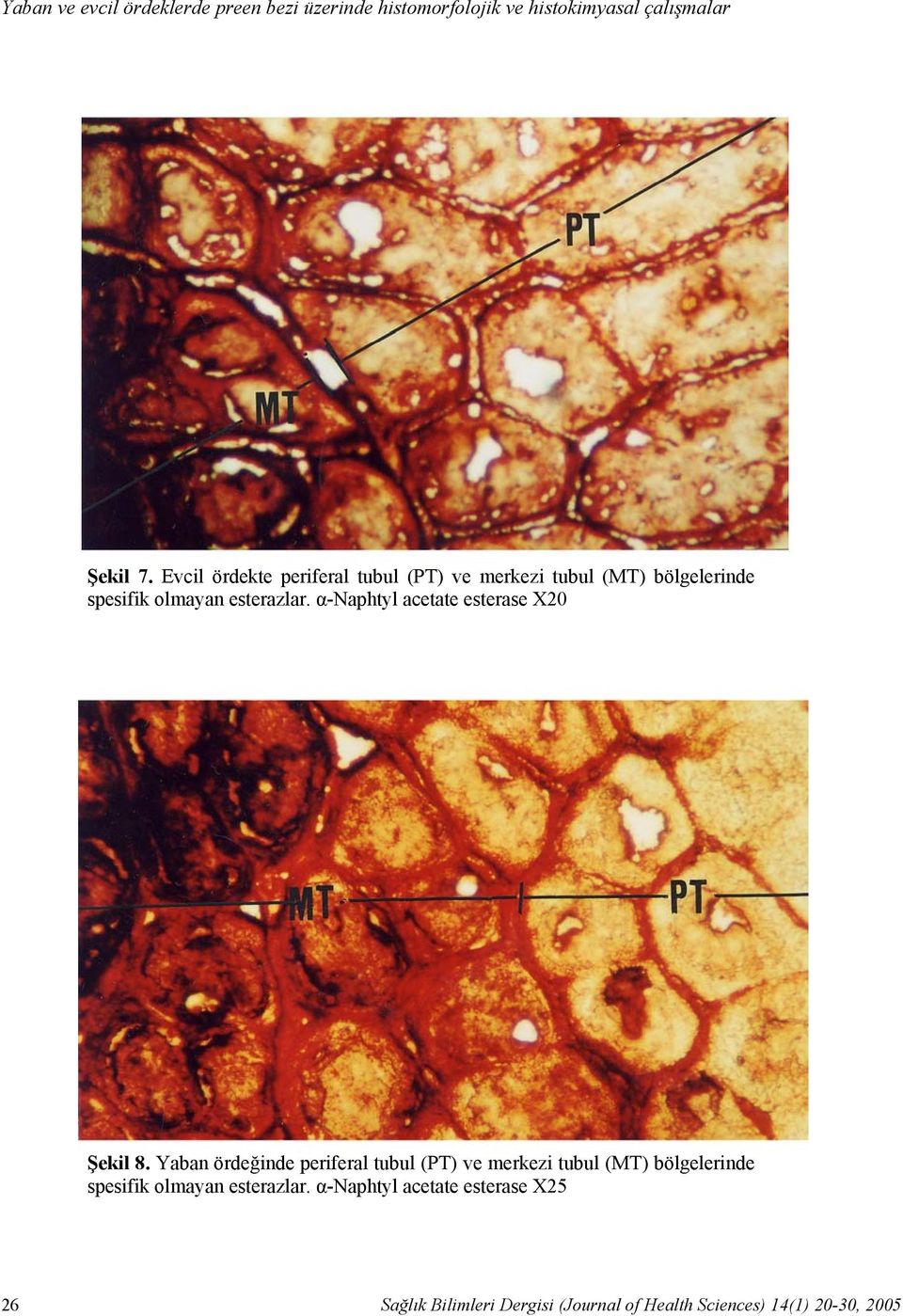 Evcil ördekte periferal tubul (PT) ve merkezi tubul (MT) bölgelerinde spesifik olmayan