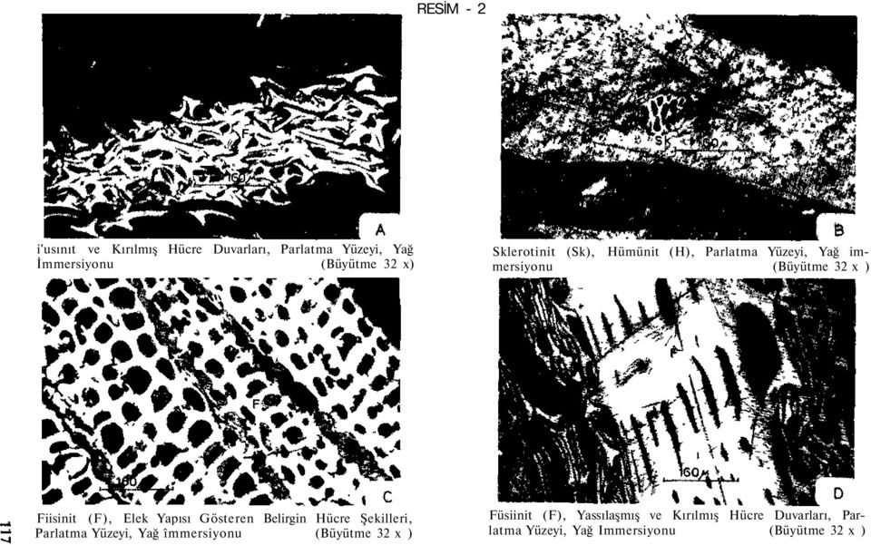Elek Yapısı Gösteren Belirgin Hücre Şekilleri, Parlatma Yüzeyi, Yağ îmmersiyonu (Büyütme 32 x )