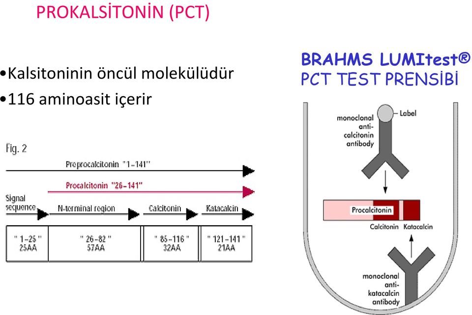 molekülüdür 116 aminoasit