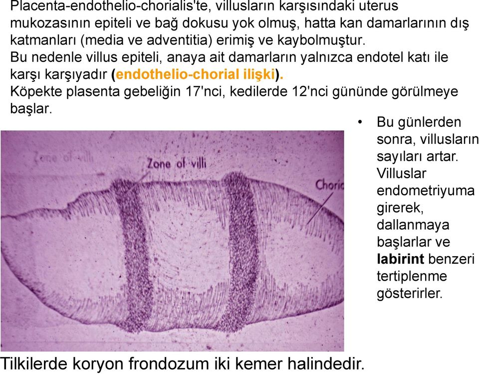 Bu nedenle villus epiteli, anaya ait damarların yalnızca endotel katı ile karşı karşıyadır (endothelio-chorial iliģki).