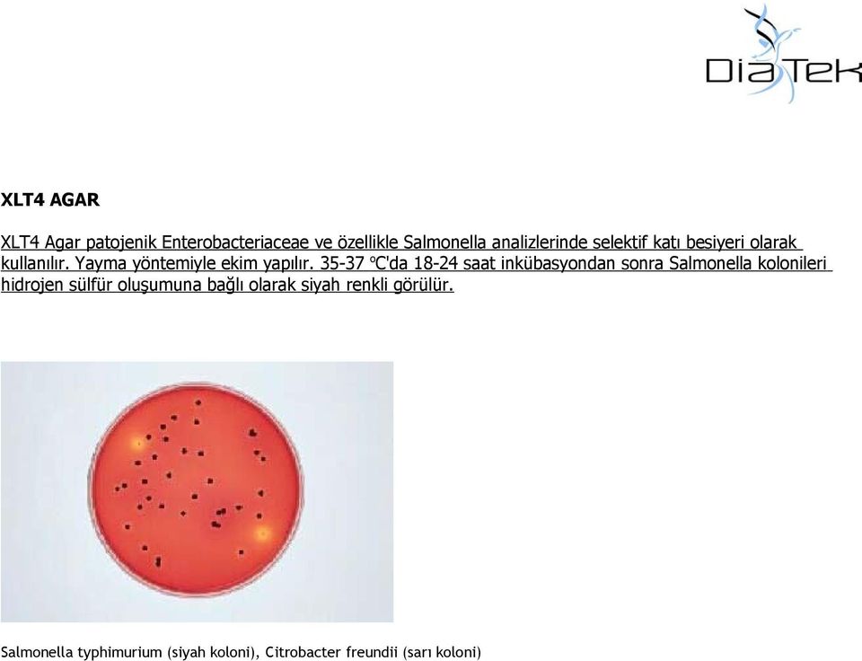 35-37 o C'da 18-24 saat inkübasyondan sonra Salmonella kolonileri hidrojen sülfür