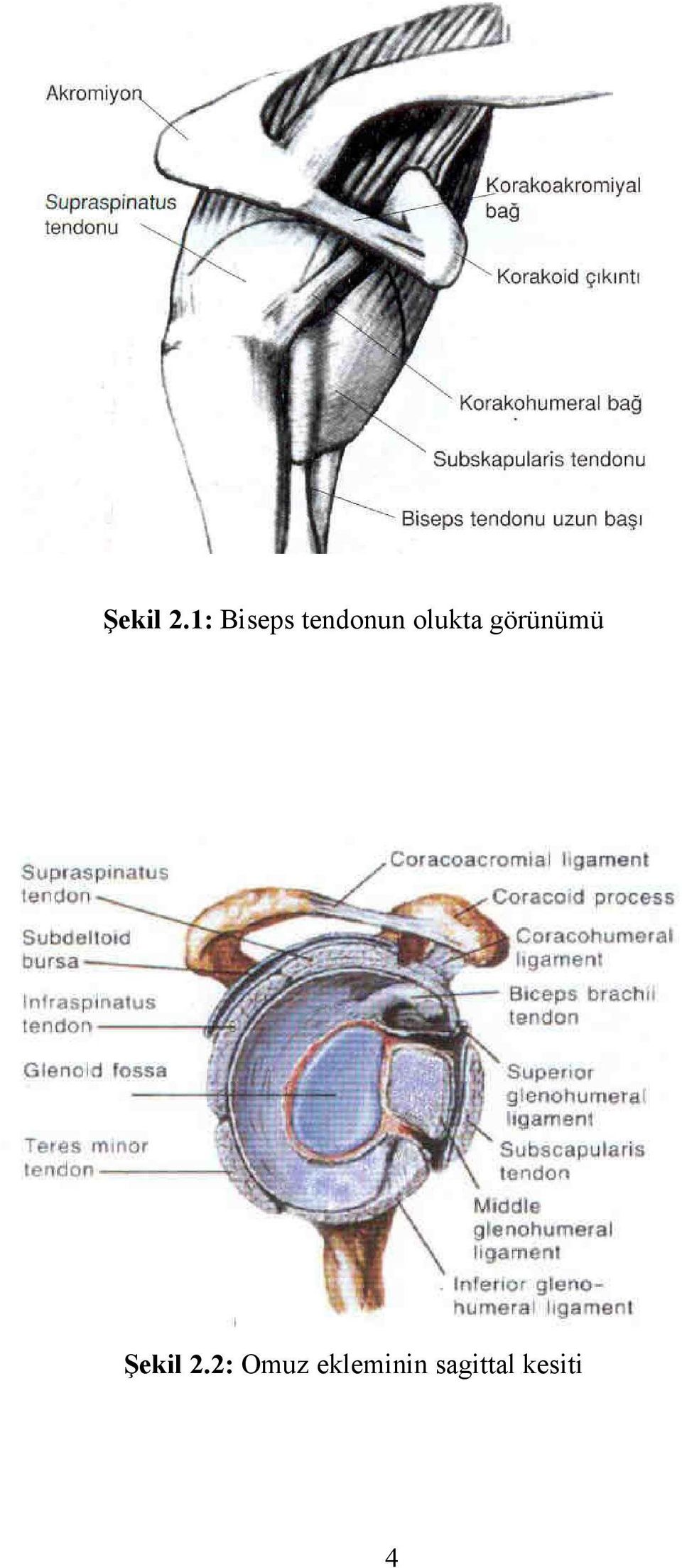 olukta görünümü 2: