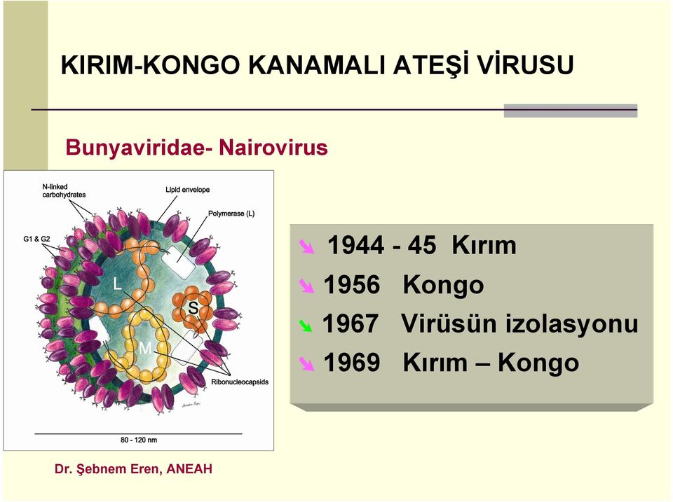 Kırım 1956 Kongo 1967 Virüsün