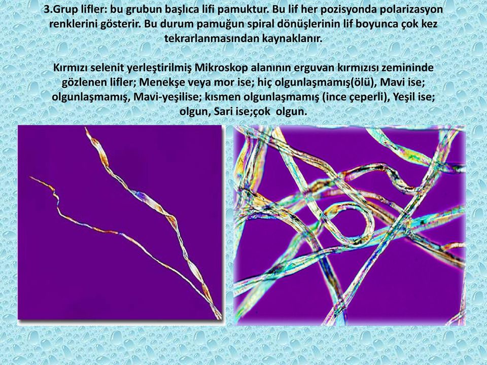 Kırmızı selenit yerleştirilmiş Mikroskop alanının erguvan kırmızısı zemininde gözlenen lifler; Menekşe veya mor