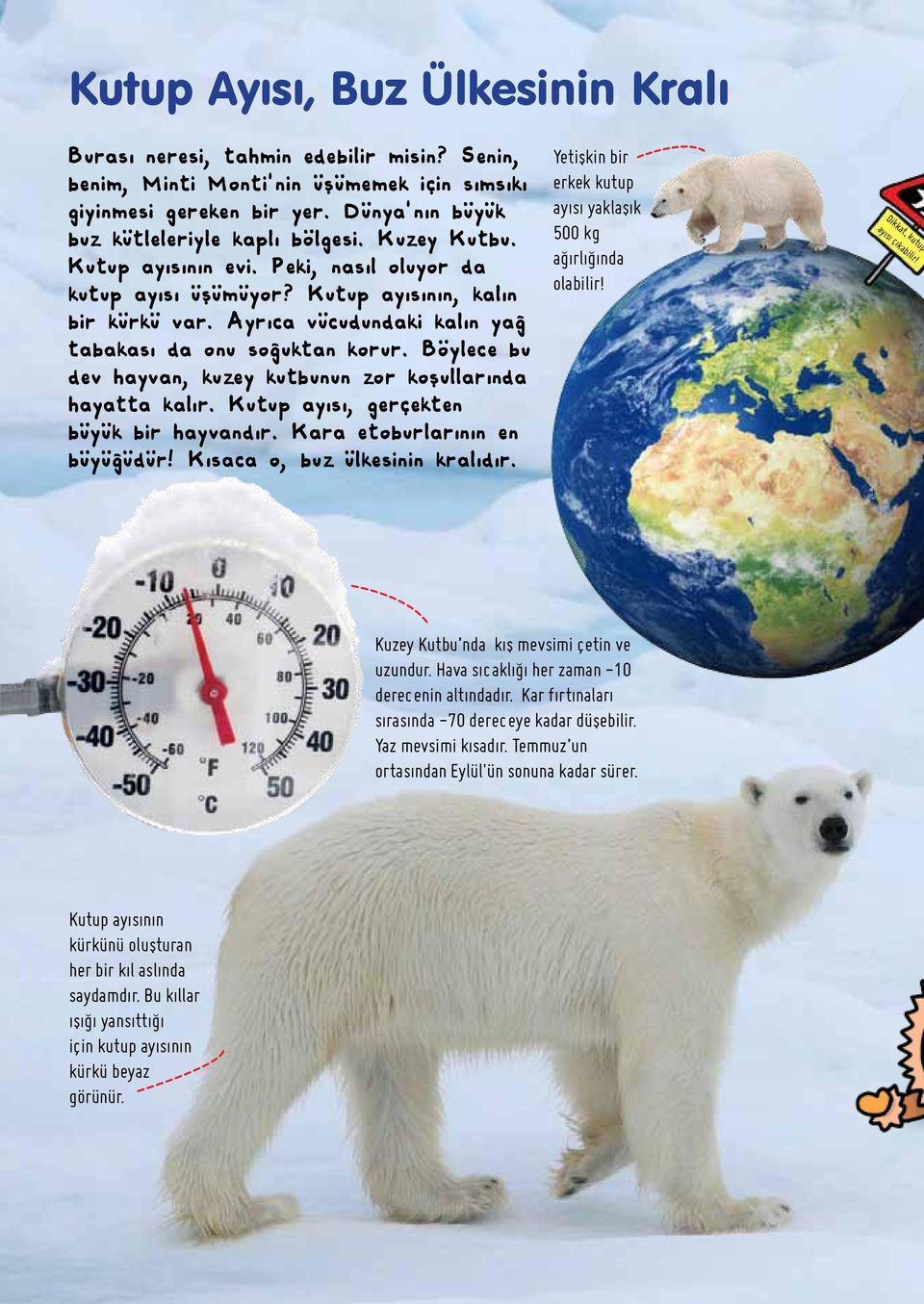 Böylece bu dev hayvan, kuzey kutbunun zor koşullarında hayatta kalır. Kutup ayısı, gerçekten büyük bir hayvandır. Kara etoburlarının en büyüğüdür! Kısaca o, buz ülkesinin kralıdır.