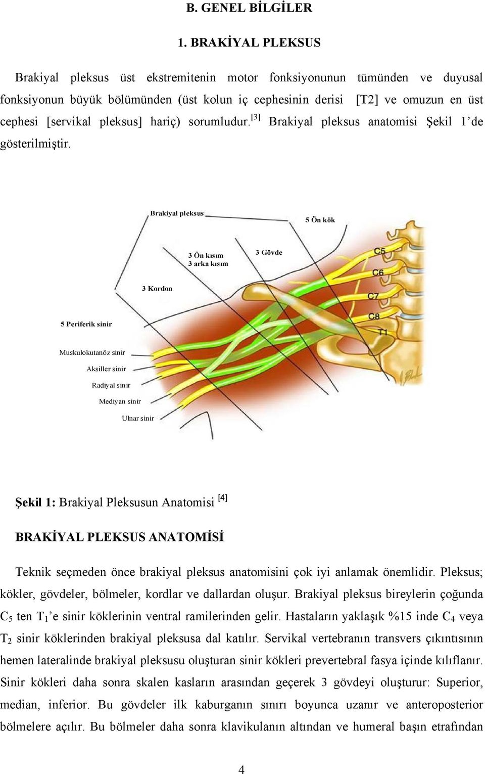 pleksus] hariç) sorumludur. [3] Brakiyal pleksus anatomisi Şekil 1 de gösterilmiştir.