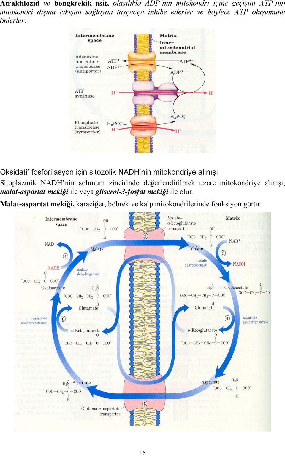 alınışı Sitoplazmik NADH nin solunum zincirinde değerlendirilmek üzere mitokondriye alınışı, malat-aspartat mekiği ile