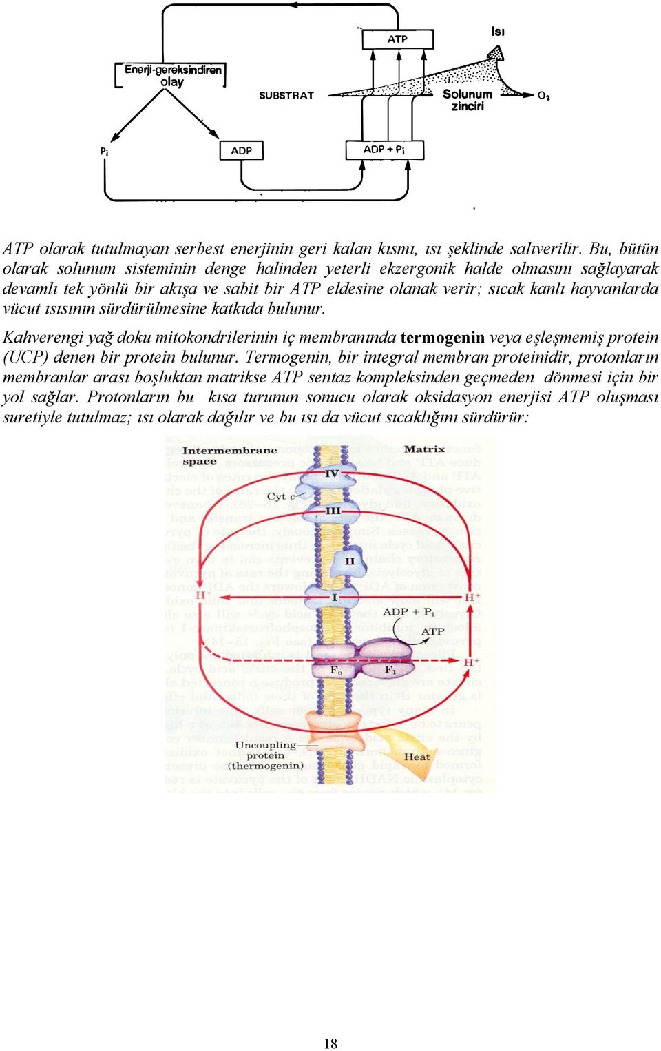 vücut ısısının sürdürülmesine katkıda bulunur. Kahverengi yağ doku mitokondrilerinin iç membranında termogenin veya eşleşmemiş protein (UCP) denen bir protein bulunur.