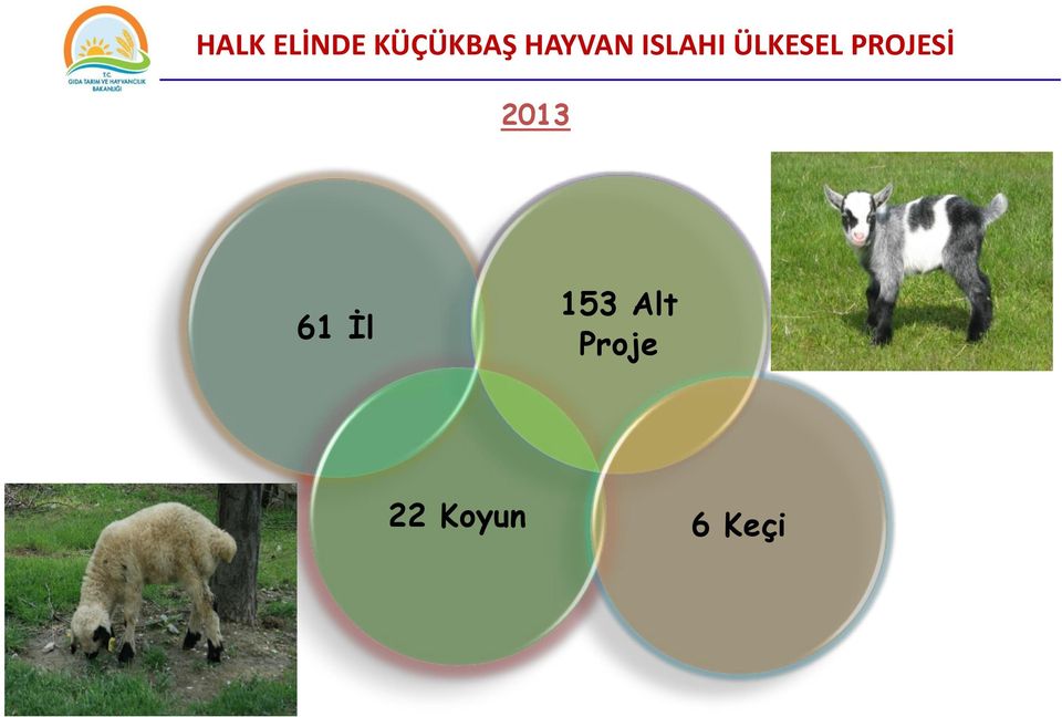 PROJESİ 2013 61 İl 153