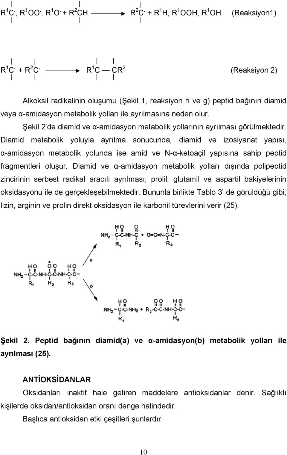 Diamid metabolik yoluyla ayrılma sonucunda, diamid ve izosiyanat yapısı, α-amidasyon metabolik yolunda ise amid ve N-α-ketoaçil yapısına sahip peptid fragmentleri oluşur.