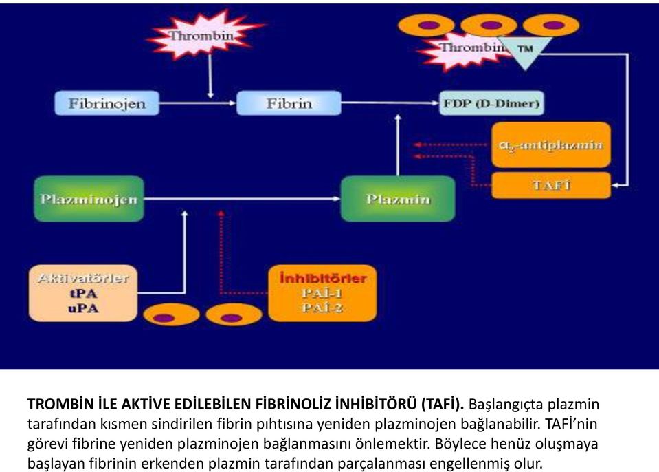 plazminojen bağlanabilir.