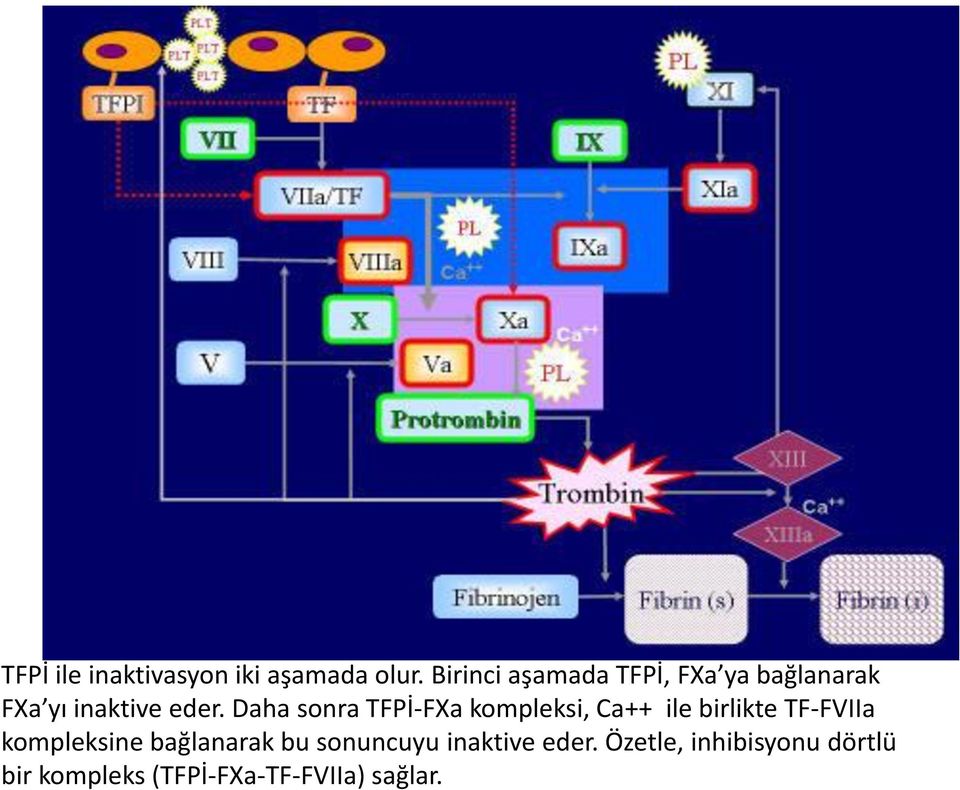 Daha sonra TFPİ-FXa kompleksi, Ca++ ile birlikte TF-FVIIa kompleksine