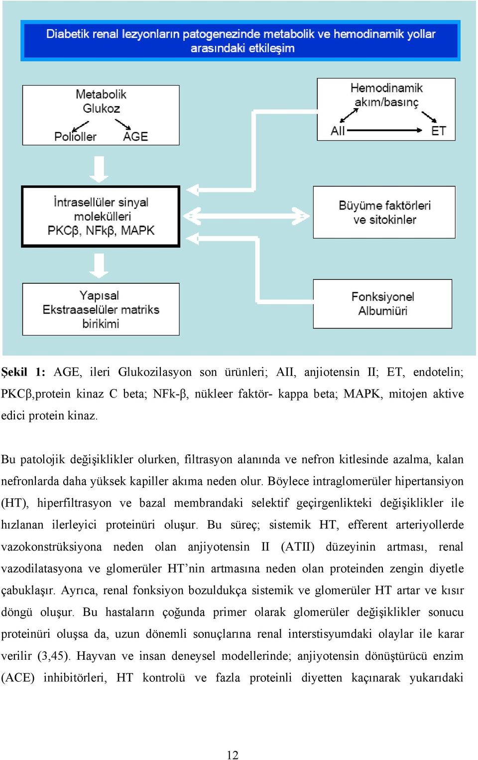 Böylece intraglomerüler hipertansiyon (HT), hiperfiltrasyon ve bazal membrandaki selektif geçirgenlikteki değişiklikler ile hızlanan ilerleyici proteinüri oluşur.