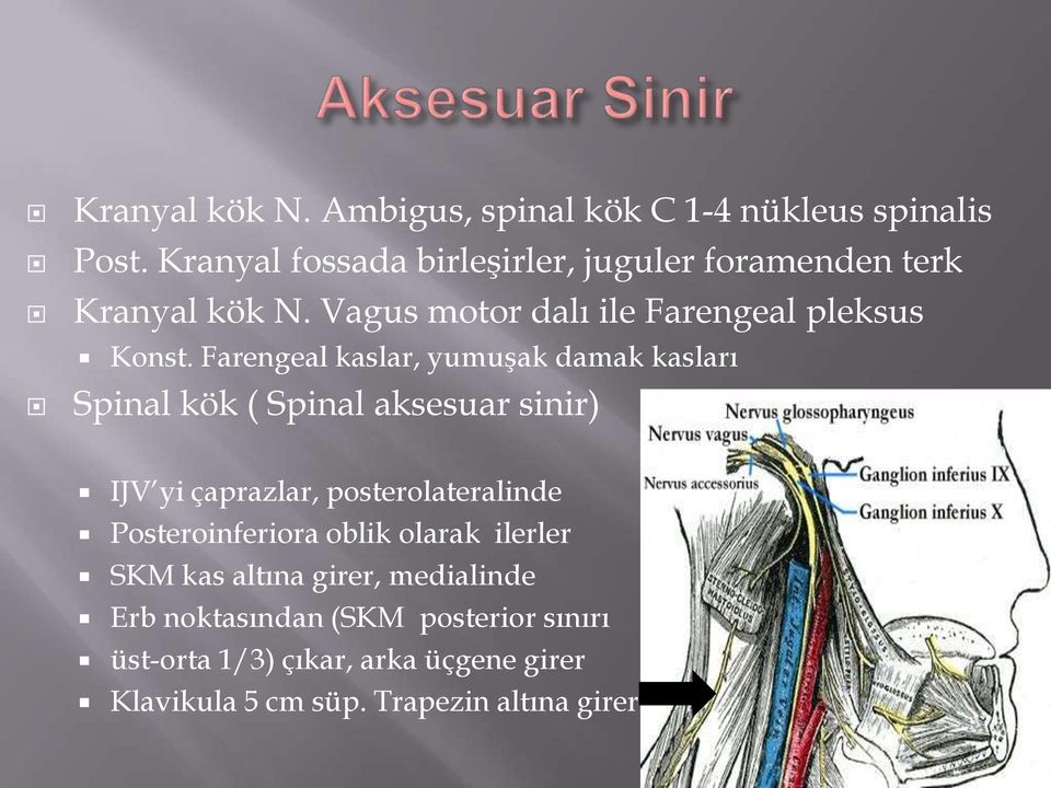 Farengeal kaslar, yumuģak damak kasları Spinal kök ( Spinal aksesuar sinir) IJV yi çaprazlar, posterolateralinde