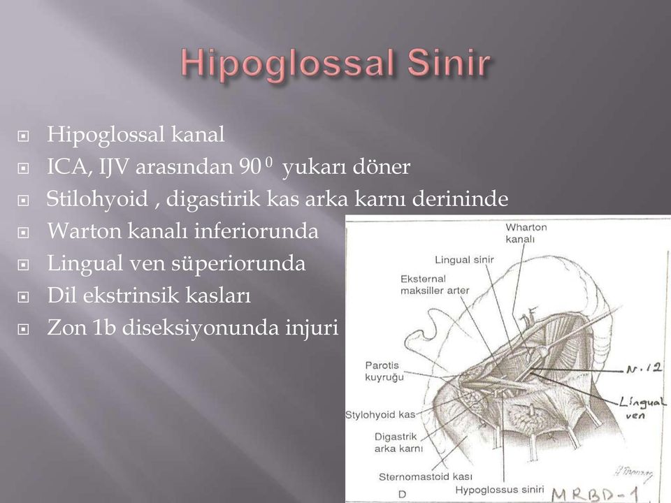 derininde Warton kanalı inferiorunda Lingual ven