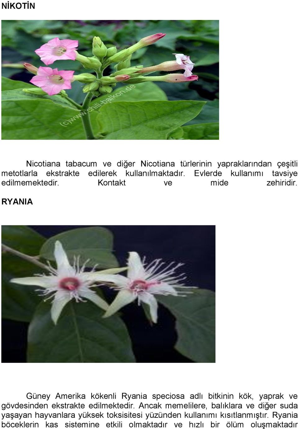 RYANIA Güney Amerika kökenli Ryania speciosa adlı bitkinin kök, yaprak ve gövdesinden ekstrakte edilmektedir.