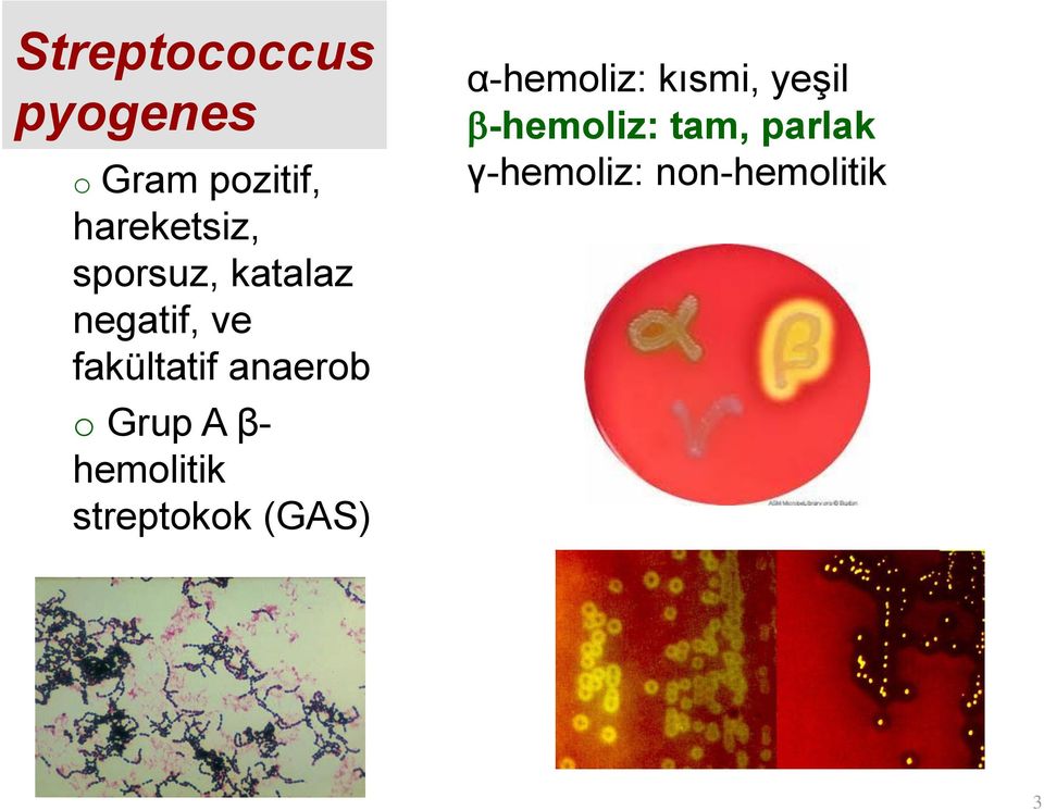 Grup A β- hemolitik streptokok (GAS) α-hemoliz: