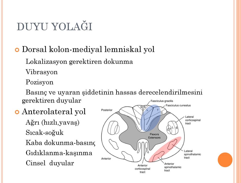 hassas derecelendirilmesini gerektiren duyular Anterolateral yol