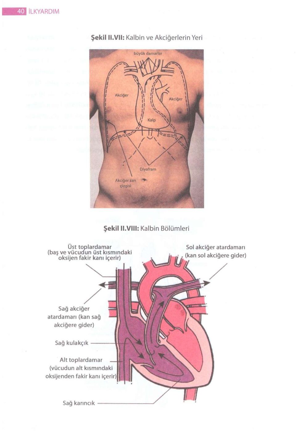 fakir kanı içerir) Sol akciğer atardamarı Sağ akciğer atardamarı (kan sağ