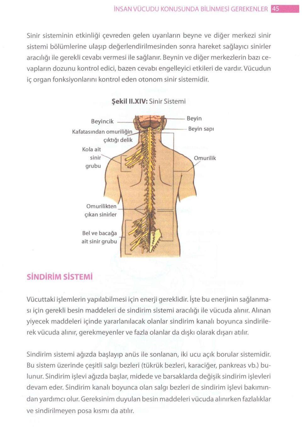Vücudun iç organ fonksiyonlarını kontrol eden otonom sinir sistemidir. Şekil II.