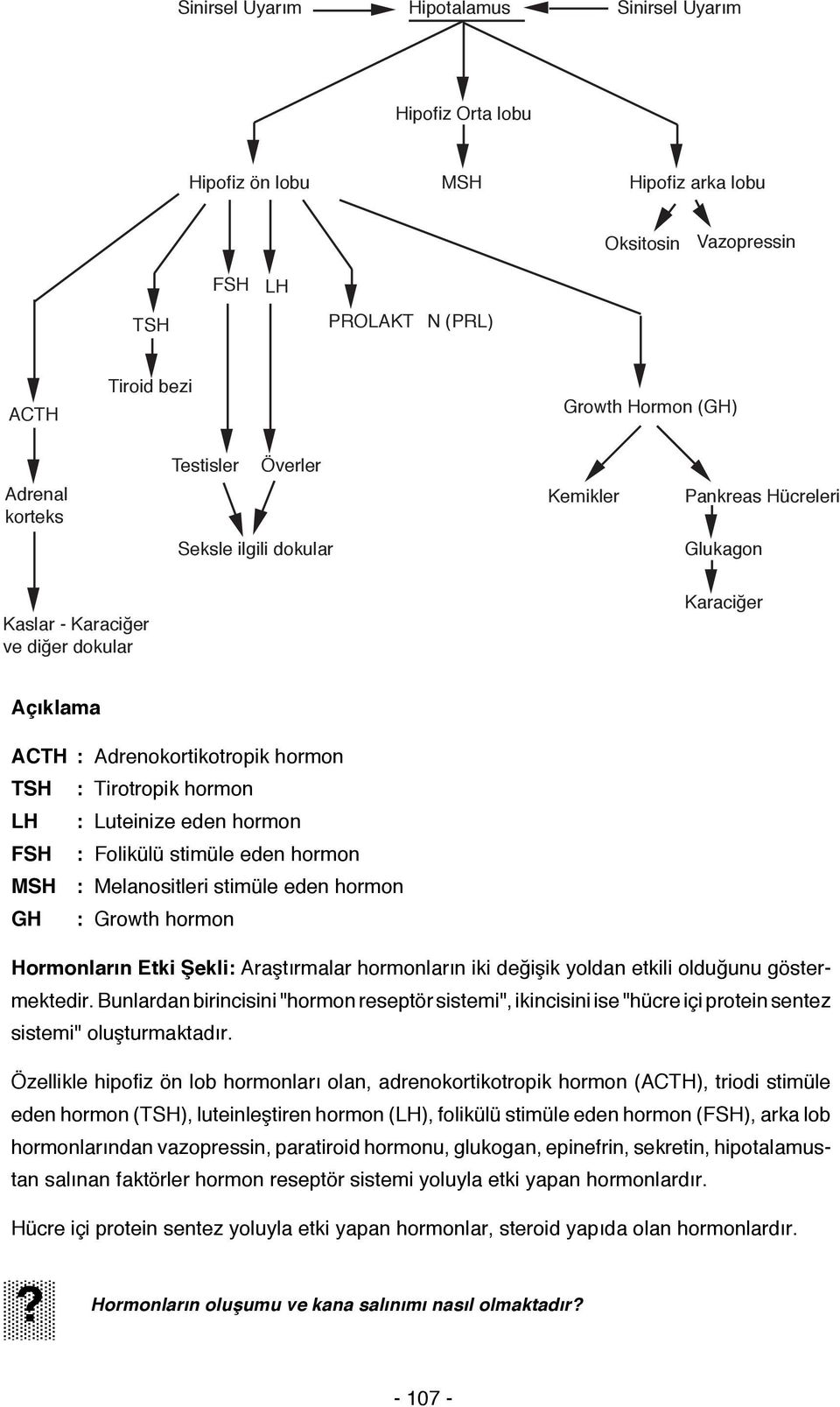 Luteinize eden hormon FSH : Folikülü stimüle eden hormon MSH : Melanositleri stimüle eden hormon GH : Growth hormon Hormonların Etki Şekli: Araştırmalar hormonların iki değişik yoldan etkili olduğunu