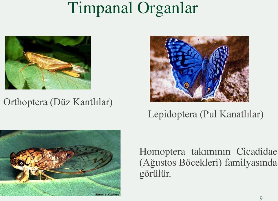 Kanatlılar) Homoptera takımının