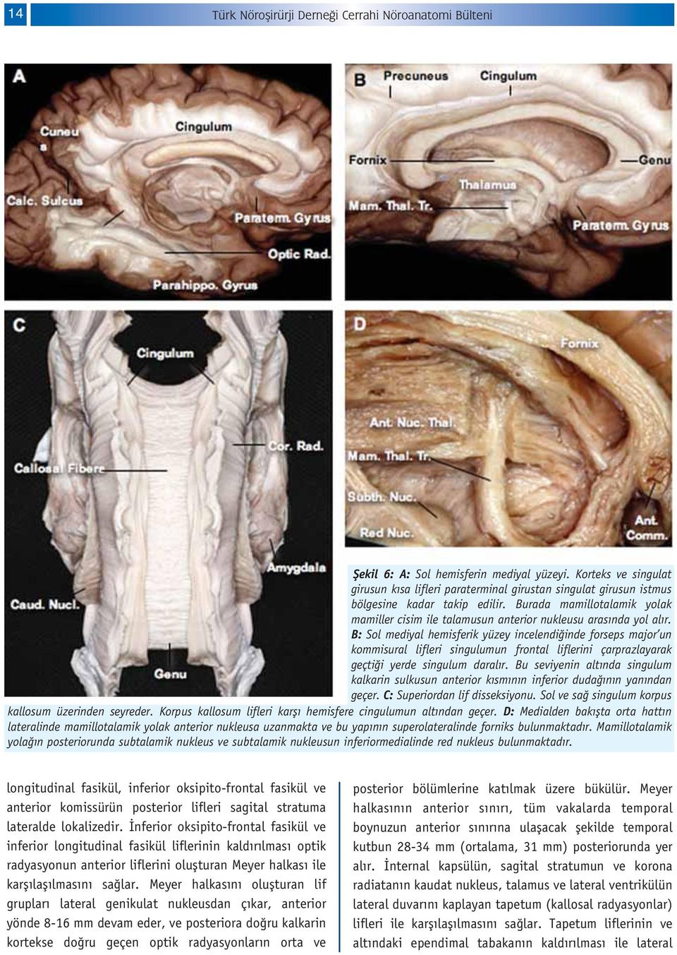 Burada mamillotalamik yolak mamiller cisim ile talamusun anterior nukleusu aras nda yol al r.