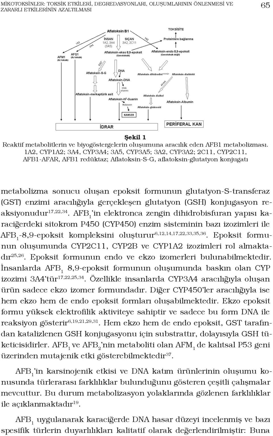1A2, CYP1A2; 3A4, CYP3A4; 3A5, CYP3A5; 3A2, CYP3A2; 2C11, CYP2C11, AFB1-AFAR, AFB1 redüktaz; Aflatoksin-S-G, aflatoksin-glutatyon konjugatı metabolizma sonucu oluşan epoksit formunun