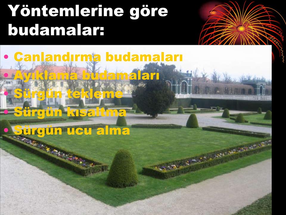 Ayıklama budamaları Sürgün