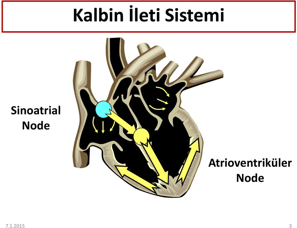 Sinoatrial Node