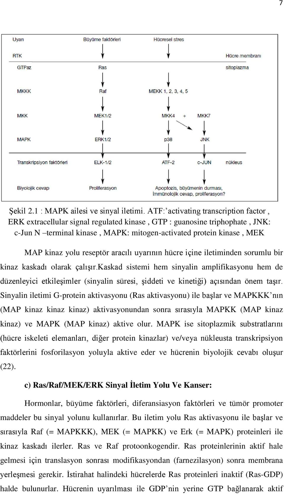 extracellular signal regulated kinase, MEKK: MAPK/ERK kinase kinase MAP, MKK: kinaz MAPK yolu reseptör kinase, aracılı MKKK: uyarının MAPK hücre kinase içine kinase.