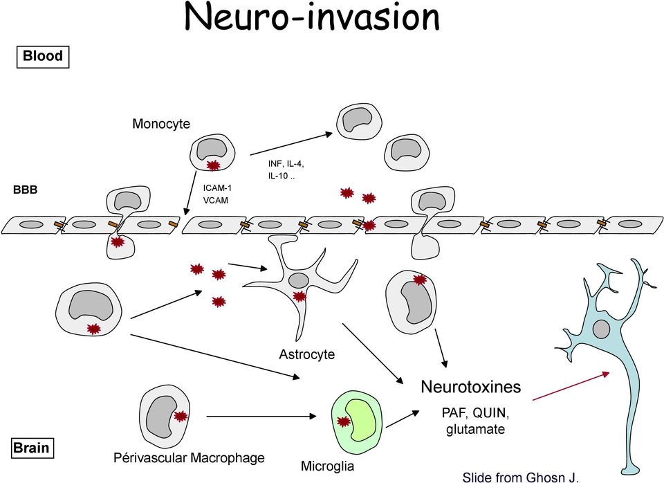 . Astrocyte Neurotoxines Brain