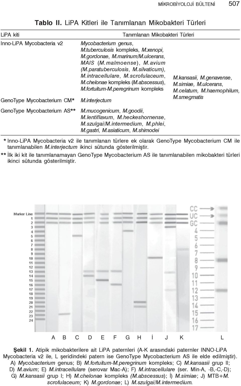 tuberculosis kompleks, M.xenopi, M.gordonae, M.marinum/M.ulcerans, MAIS (M.malmoense), M.avium (M.paratuberculosis, M.silvaticum), M.intracellulare, M.scrofulaceum, M.chelonae kompleks (M.